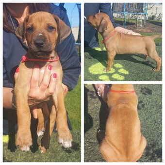 Chs Maisha Mazuri - Rhodesian ridgeback - 4