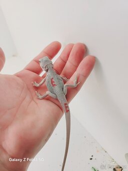 Agama vousatá , Zero - 4