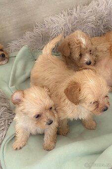 Štěňata maltipoo na prodej, maltézský toy pudl s PP - 4