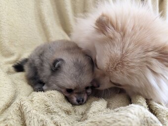 Štěňata pomeraniani s PP FCI - 4