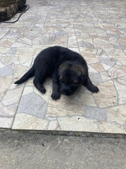 Německy ovčak -šťenátka - 4