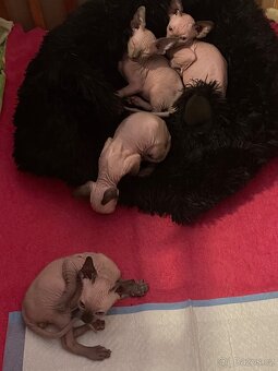 Kanadský sphynx - 4