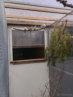 Holoubek diamantový straka - 4