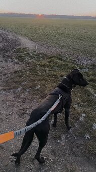 Prodej psa kříženec - 4