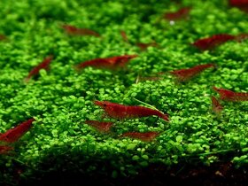 Krevetky - Red cherry - Neocaridina davidi - 4
