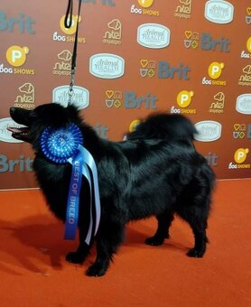 Velký špic - černý s PP - 4