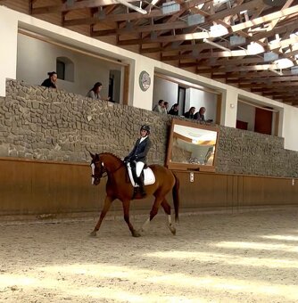 Líbivý, charakterní valach - 4