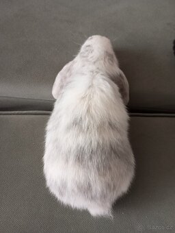 Zakrslý beránek králíček - 4