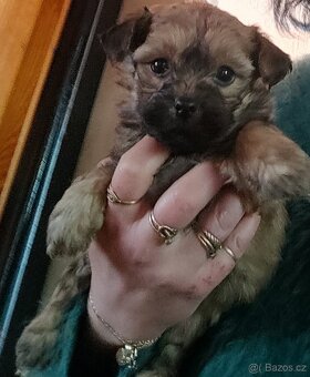 Bišonek (Havaňáček),maličká barevná štěňátka - 4