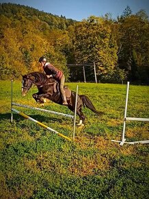 Připouštění Welsh cob - D - 4
