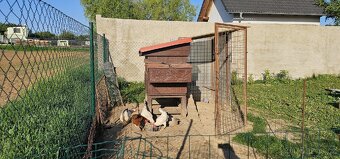 Kurník i se 4 slepicemi a veškerým vybavením. - 4