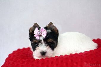 biewer yorkshire terrier s PP IHR - 4