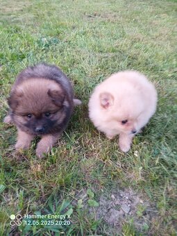 Trpasličí špic - pomeranian - 4