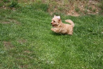Yorkshire Terrier Golddust – štěňátka k odběru ihned - 4