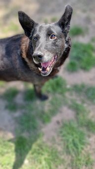 CONNIE K ADOPCI - nejvěrnější parťačka, mazel na N-tou - 4