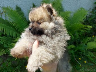 Špic, nemecký špic , Pomeranian - 4
