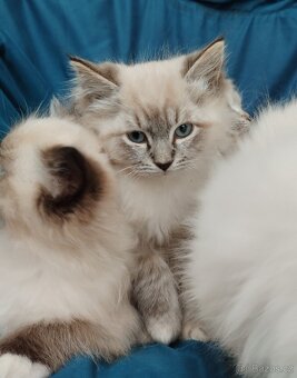 Krásná koťátka Ragdoll - 4
