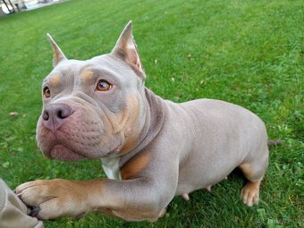 American bully pocket s PP - 4