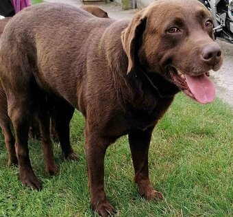 Labrador cokoladovy - 4