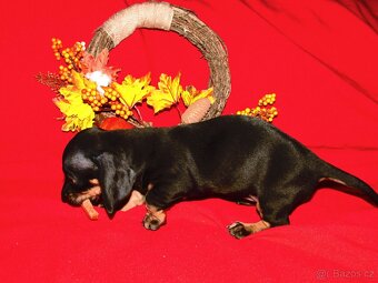 Jezevčík trpasličí - králičí - 4