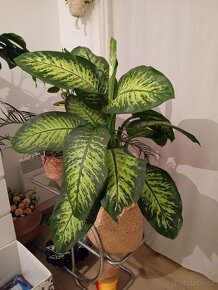 Dieffenbachia / Difenbachie 110 - 4