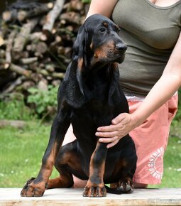 Black and Tan Coonhound - 4