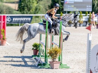 Sportovní pony B klisna - 4