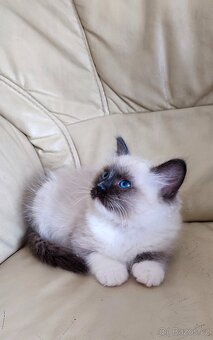 Ragdoll seal mitted s necuchavou srstí - 4