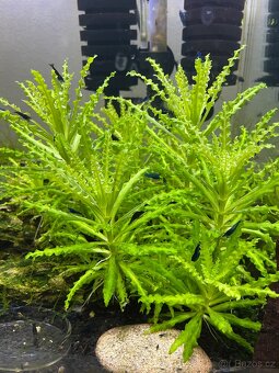 Rostlinka Pogostemon helferi - 4