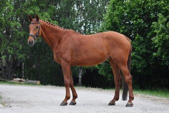 Sportovní kobyla - 4