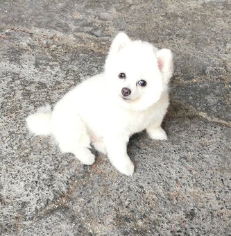 Fenka trpasličí špic - 4