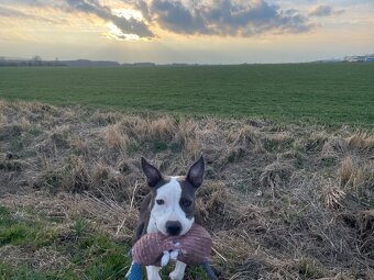 Americký stafordširský teriér - 4