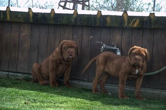 Bordeauxska doga, Bordo doga, Dogue de Bordeaux - 4