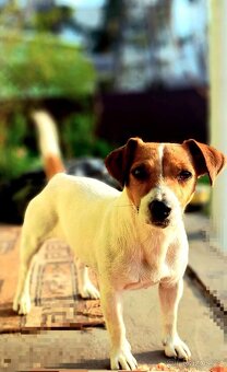 Jack Russell z pp - 4