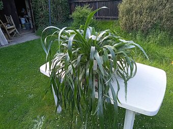 Billbergia nutans - bilbergie, čínský oves. Kvete od září do - 4