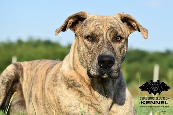 Uruguayský Cimarron - štěňátko s PP - 4