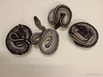 Krajta královská - 4