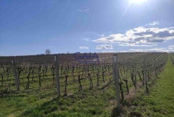 Čejkovice - Prodej pozemku, orné půdy s vinicí o rozloze 263 - 4