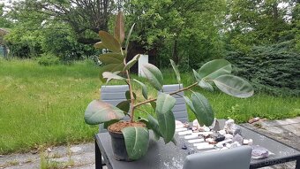 Ficus - 4