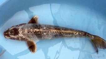 Koi kapr 41 -55cm - 4