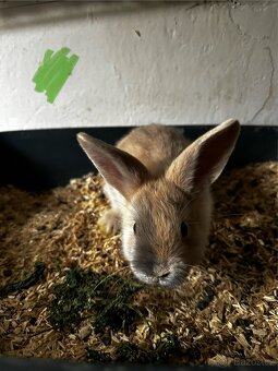 🐇 Zakrslí králíčci – ihned k odběru (Liberec) - 4