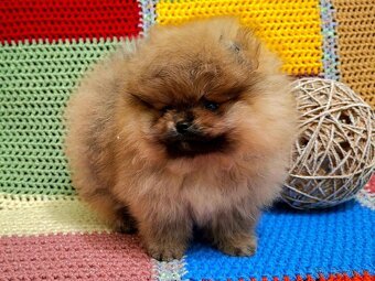 Holčička pomeranian s pp - 4