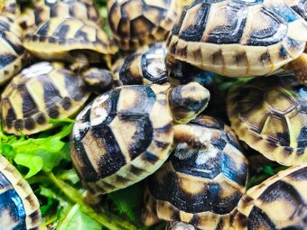 Želva suchozemská - zelenavá, vroubená - 4
