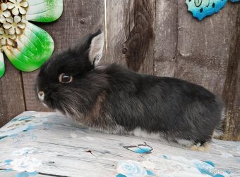 Zakrslý králíček bez PP sameček Flop - 4