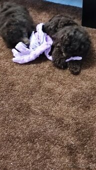 Pudl trpasličí černý a hnědý s P.P. - 4