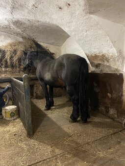 Připouštěni Slezský Norik - 4