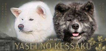 Akita inu s PP, žíhaná fenka - 4