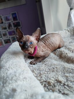 Sphynx - 4