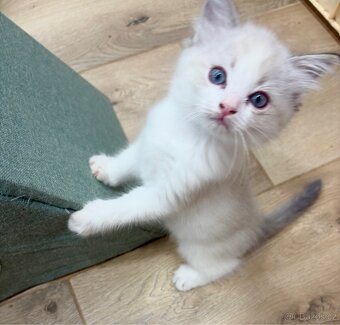 Ragdoll kocourek - 4