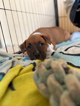 Americký stafordšírský teriér s PP - 4